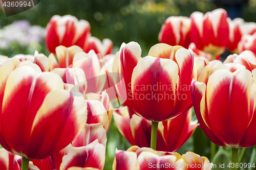 Image of Filed of Tulips