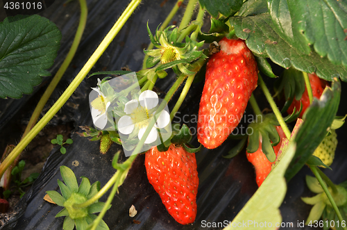 Image of Fresh strawberries that are grown organic farm