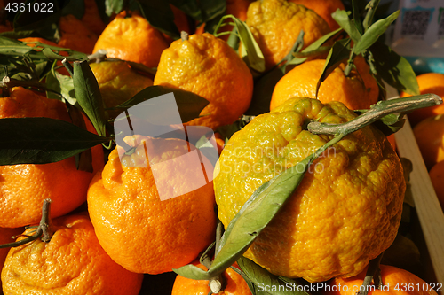 Image of Mandarine orange or tangerine