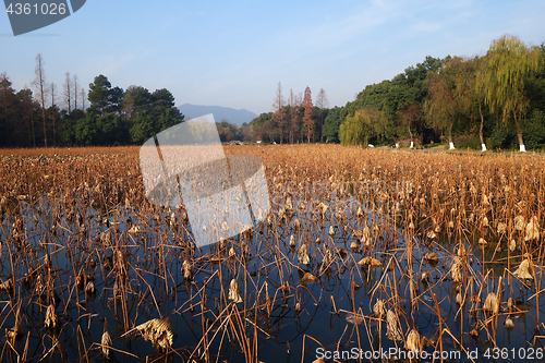 Image of Brown stems of dead lotus plants during winter