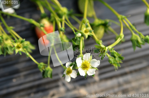 Image of Blooming white strawberry flowers