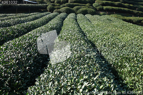 Image of Green chinese Longjing tea plantation