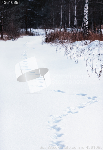 Image of Animal Tracks In The Snow Forest