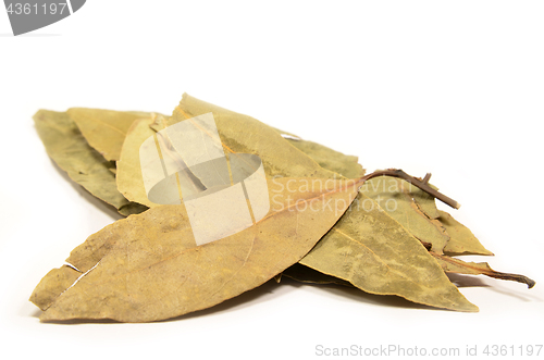 Image of Dried bay leaves isolated 