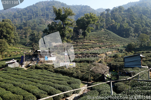 Image of Green Chinese Longjing tea plantation