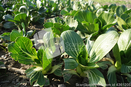 Image of Chinese green cabbage 