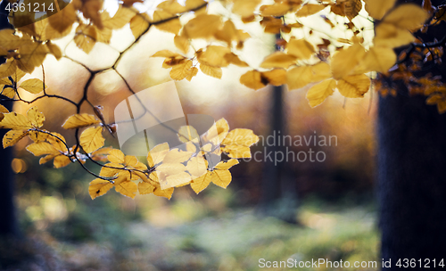 Image of Autumn forest. Abstract background