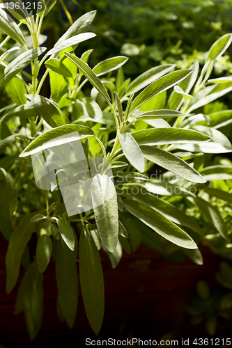 Image of Salvia (sage) plant