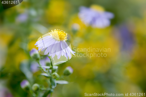 Image of purple aster in the garden