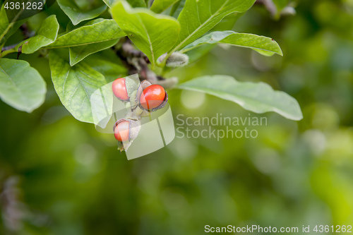 Image of garden magnolia plant branch detail with red fruits