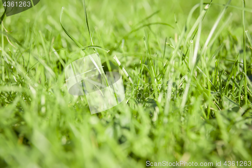 Image of green grass background