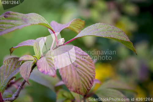 Image of garden plant branch detail