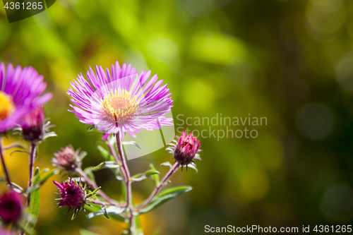 Image of pink aster in the garden