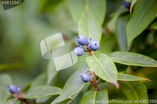 Image of garden plant branch detail