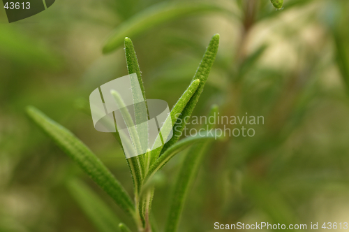 Image of Rosemary