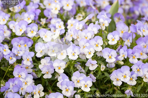 Image of Small nice pansies