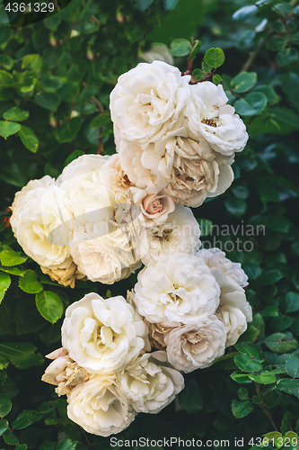 Image of Withering white roses