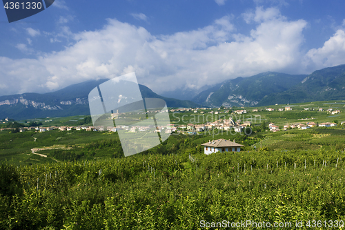 Image of Apple gardens in Trentino