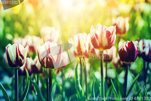 Image of Tulips in rim light