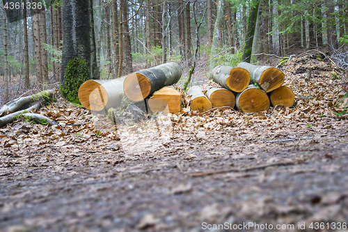 Image of cutted wood in the forest