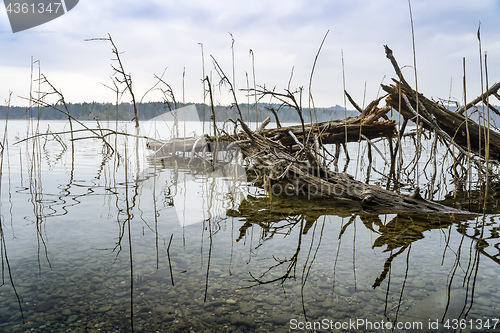 Image of a tree in the lake Ostersee Bavaria Germany