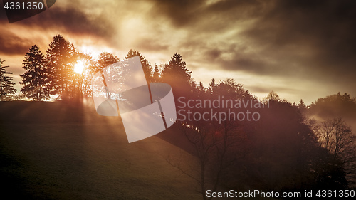 Image of a sun shines through a tree