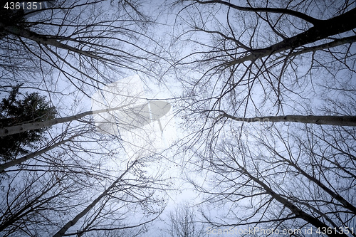 Image of some leafless trees in the sky