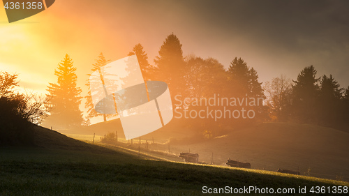 Image of cows walking to the sunlight