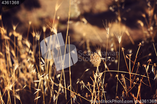 Image of Dry filed weed herbs in golden light