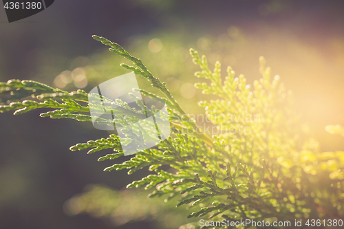 Image of Cypress branch in sun light