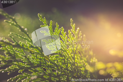 Image of Cypress in sunlight