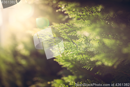 Image of Cypress close up in sunlight