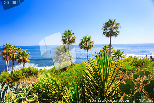 Image of Tropical flora in Laguna Beach