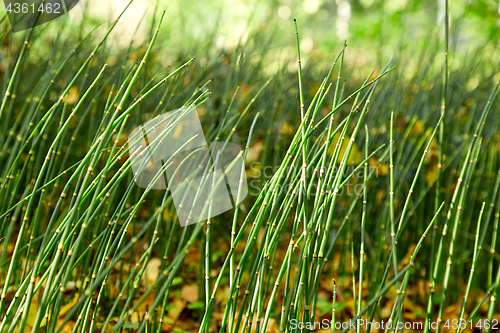 Image of Horsetail grass in forest