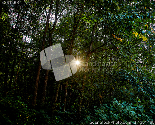 Image of Sunset in forest