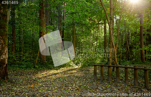 Image of View of forest pathway