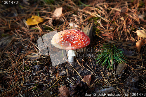 Image of Closeup of fly agaric mushroom