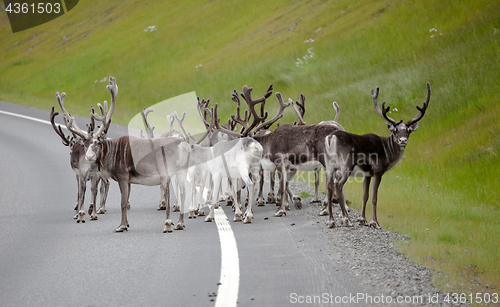 Image of reindeer herd standing on highway road