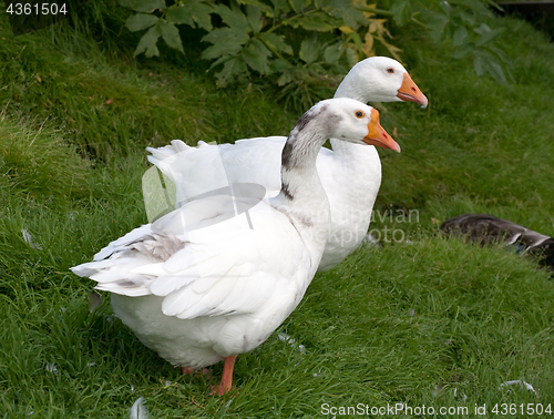 Image of two withe geese