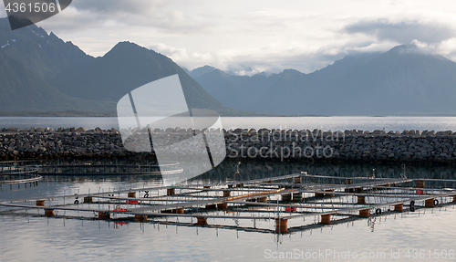 Image of fish growing farm