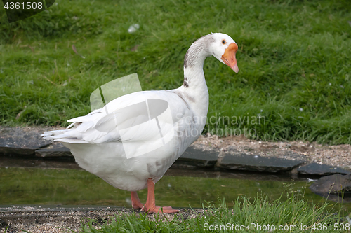 Image of wite goose