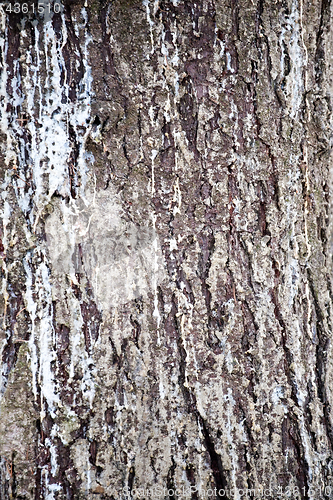 Image of pine tree bark texture closeup