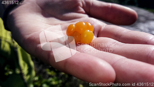 Image of cloudberry