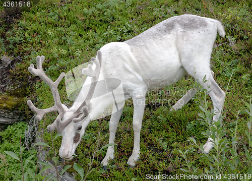 Image of white reindeer