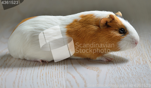 Image of Small cute guinea pig isolated