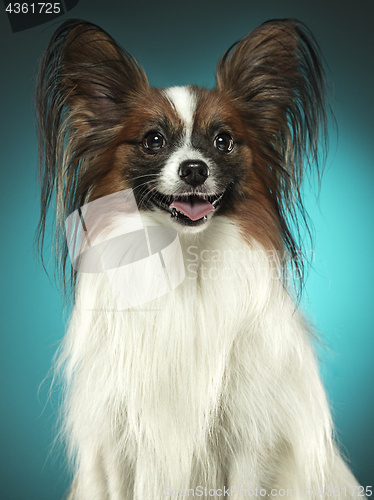 Image of Studio portrait of a small yawning puppy Papillon