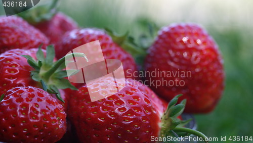 Image of STRAWBERRY