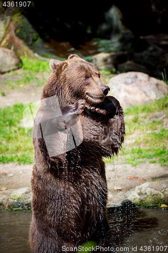 Image of Brown bear (Ursus arctos)