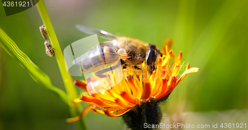 Image of Wasp collects nectar from flower crepis alpina