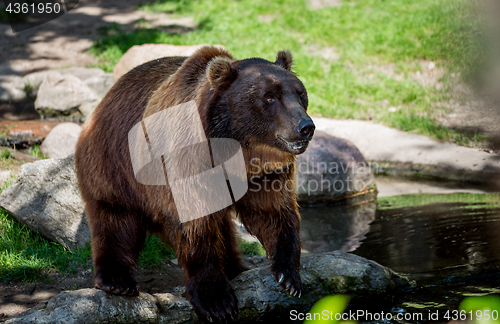 Image of Brown bear (Ursus arctos)